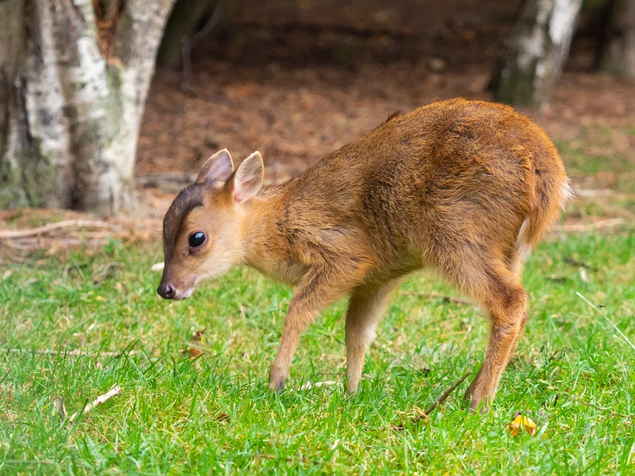Muntjac Deer